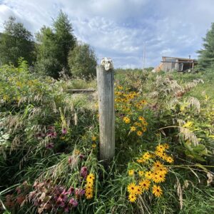 Wonderful Wild Foods